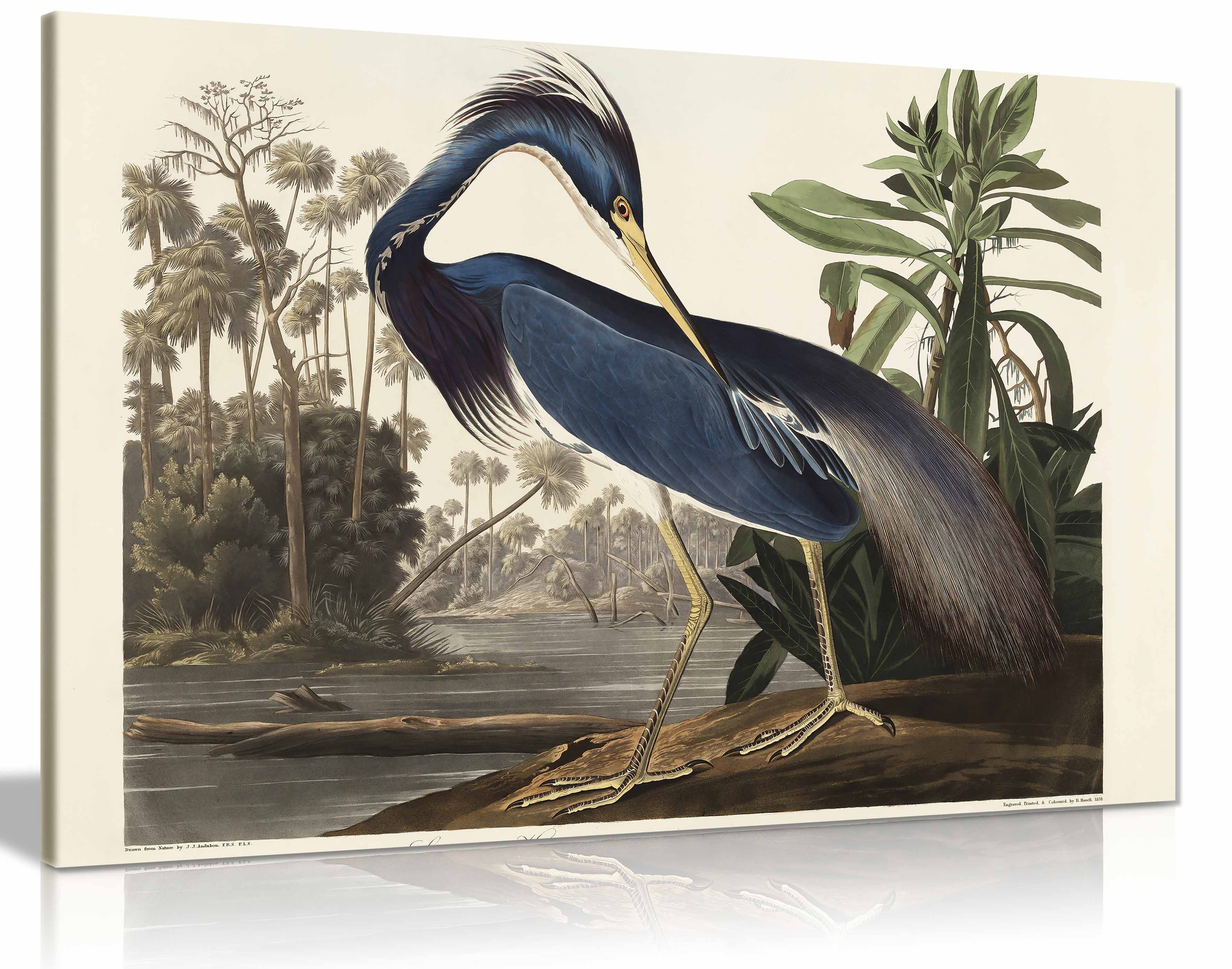 Louisiana Heron Birds of America 1827 Framed Canvas Print for Home Walls Decor - Picture 2 of 3