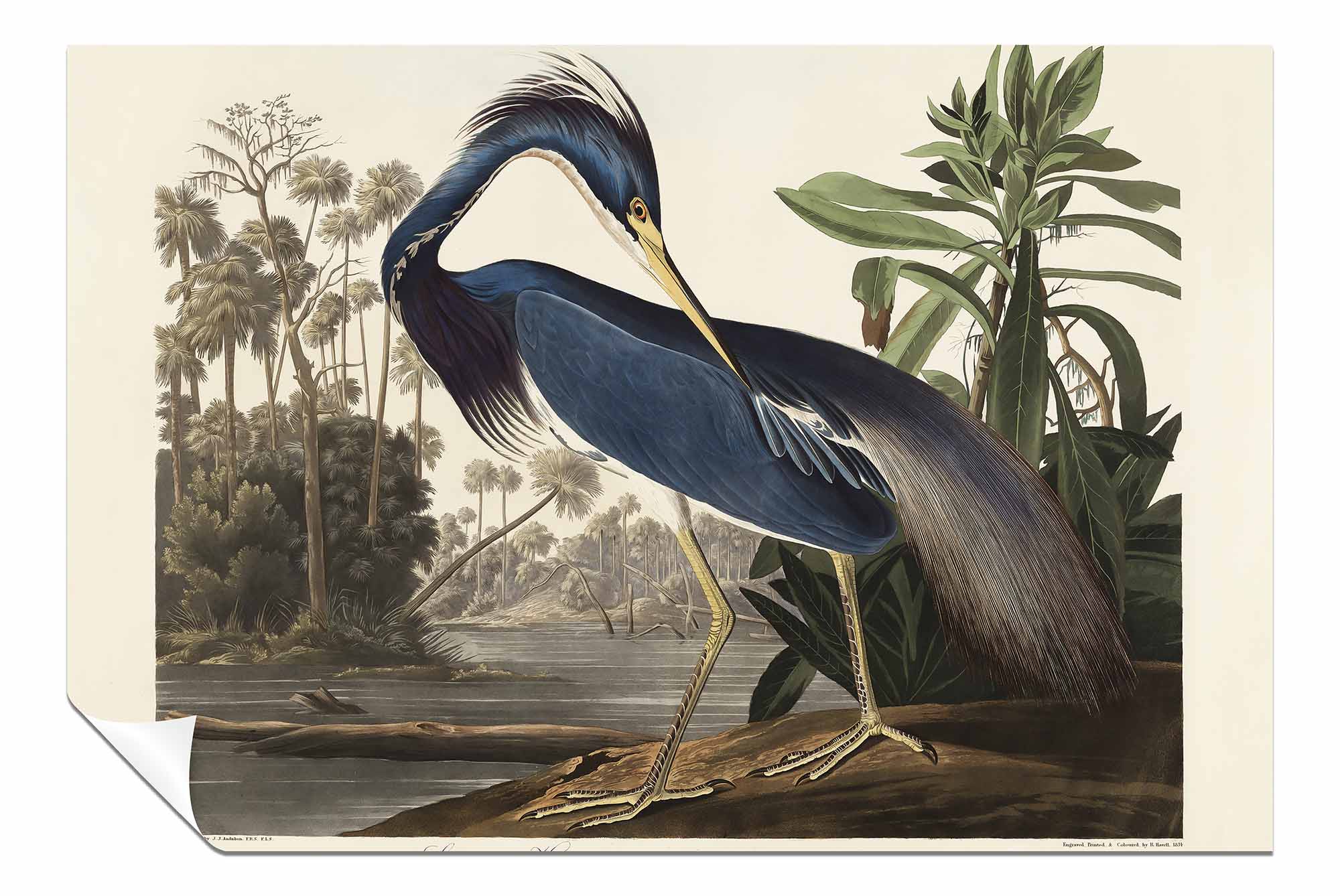 Louisiana Heron Birds of America 1827 Framed Canvas Print for Home Walls Decor - Picture 3 of 3